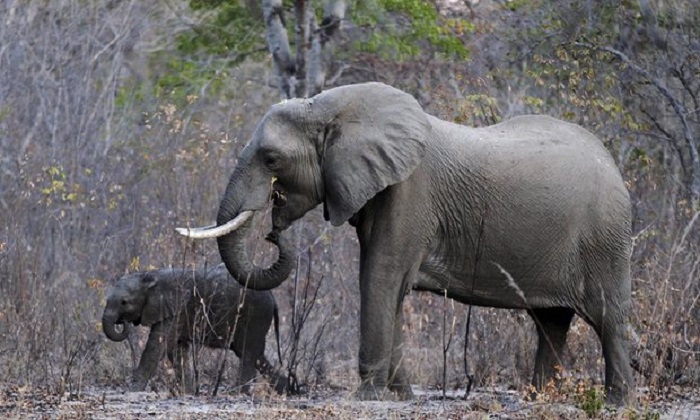 Zimbabwe accused of preparing to ship dozens of young elephants to China 